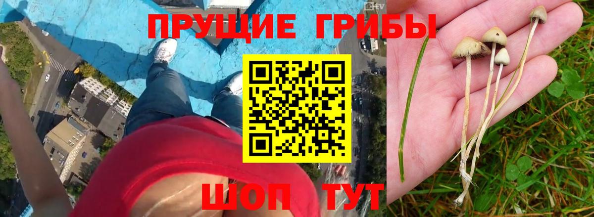 Псилоцибиновые грибы GOLDEN TEACHER  Вход с VPN  Коммунар 